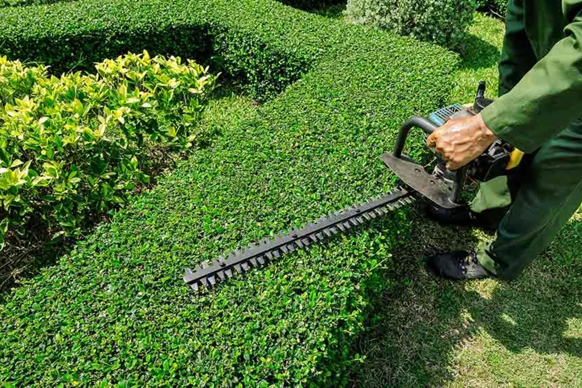 Neatly shaped hedges lining a well maintained Greenville, NC yard